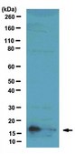 Anti-Histone H3 Antibody (Dimethyl K9, Phospho S10), clone 6HH3-2C5 ascites fluid, clone 6HH3-2C5, from mouse