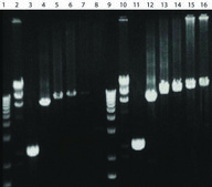 AccuTaq™ LA DNA Polymerase High fidelity Taq enzyme, with 10X buffer &amp; DMSO