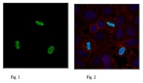 Anti-phospho Histone H3 (Ser57) Antibody from rabbit, purified by affinity chromatography