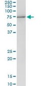 Anti-PES1 antibody produced in mouse IgG fraction of antiserum, buffered aqueous solution