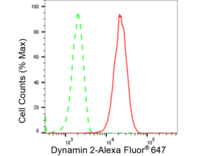 KD-Validated Anti Dynamin 2 Antibody, clone 23GB5170, Rabbit Monoclonal clone 23GB5170, recombinant rabbit monoclonal, expressed in HEK293 cells