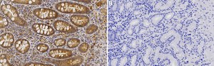 Anti-TGF-β1 Antibody, clone 4E3 ZooMAb® Rabbit Monoclonal recombinant, expressed in HEK 293 cells