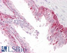 Anti-PHLDA2 (C-terminal) antibody produced in goat affinity isolated antibody, buffered aqueous solution