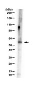 Anti-FMO2 Antibody serum, from rabbit