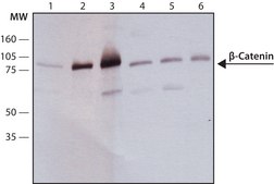 Monoclonal Anti-β-Catenin antibody produced in mouse clone 6F9, ascites fluid
