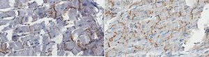 Anti-Connexin 43 Antibody, C-terminal Antibody, clone P4G9 clone P4G9, from mouse