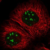 Anti-RBM34 antibody produced in rabbit Prestige Antibodies® Powered by Atlas Antibodies, affinity isolated antibody, buffered aqueous glycerol solution