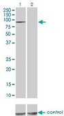 Monoclonal Anti-MAP4K5 antibody produced in mouse clone 3H3, purified immunoglobulin, buffered aqueous solution