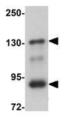 Anti-LZTR2 Antibody from rabbit, purified by affinity chromatography