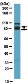 Anti-FoxP4 Antibody serum, from rabbit