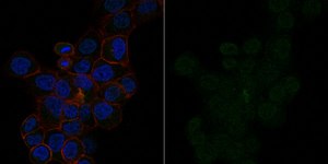 Anti-Partitioning-defective 3 Antibody, Alexa Fluor™ 488 Conjugate from rabbit, ALEXA FLUOR™ 488