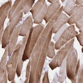 Anti-SYNM antibody produced in rabbit Prestige Antibodies® Powered by Atlas Antibodies, affinity isolated antibody, buffered aqueous glycerol solution