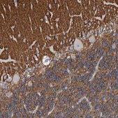 Anti-STXBP1 antibody produced in rabbit Prestige Antibodies® Powered by Atlas Antibodies, affinity isolated antibody, buffered aqueous glycerol solution