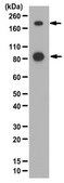 Anti-Nephrin Antibody from rabbit, purified by affinity chromatography