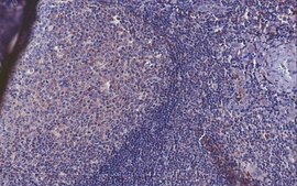 Anti-FcγRIIb/c Antibody, clone 4F5 clone 4F5, from mouse