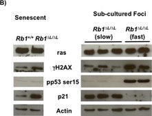 Anticuerpo anti-fosfo-histona H2A.X (Ser139), clon JBW301 clone JBW301, Upstate®, from mouse