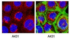 Anti-Presenilin-1 Antibody, loop, a.a. 263-378, CT, clone PS1-loop ascites fluid, clone PS1-loop, Chemicon®