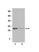 Anti-dimethyl-Histone H3 (Arg2) Antibody, rabbit monoclonal Upstate®, from rabbit