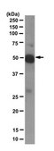 Anti-IRF8 Antibody, clone 8C6.2 clone 8C6.2, from mouse
