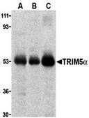 Anti-TRIM5 alpha antibody produced in rabbit affinity isolated antibody