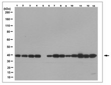 Anti-p38/SAPK2 Antibody, clone 2F11 clone 2F11, from mouse