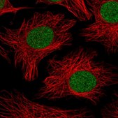 Anti-PHF10 antibody produced in rabbit Prestige Antibodies® Powered by Atlas Antibodies, affinity isolated antibody, buffered aqueous glycerol solution