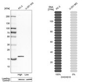 Anti-CHCHD10 antibody produced in rabbit Prestige Antibodies® Powered by Atlas Antibodies, affinity isolated antibody, buffered aqueous glycerol solution
