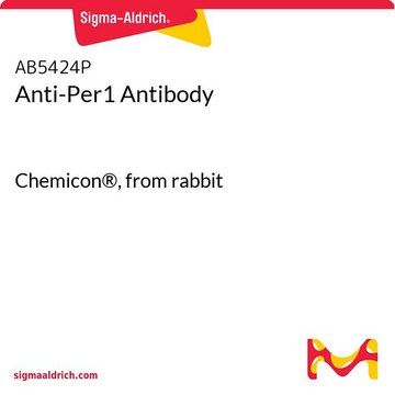 Anti-Per1 Antibody Chemicon&#174;, from rabbit