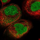 Anti-KPNA4 antibody produced in rabbit Prestige Antibodies® Powered by Atlas Antibodies, affinity isolated antibody, buffered aqueous glycerol solution