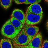Anti-EIF3C antibody produced in rabbit Prestige Antibodies® Powered by Atlas Antibodies, affinity isolated antibody, buffered aqueous glycerol solution