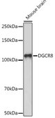 Anti-DGCR8 Antibody, clone 3T5Q6, Rabbit Monoclonal