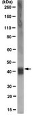 Anti-Viperin Antibody, clone MaP.VIP clone MaP.VIP, from mouse