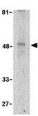 Anti-TIM-1 Antibody from rabbit, purified by affinity chromatography