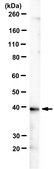 Anti-ELOVL5 Antibody, clone Z88