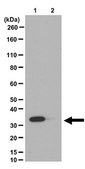 Anti-phospho-Ribosomal Protein S6 Antibody (Ser240/Ser244) from rabbit, purified by affinity chromatography