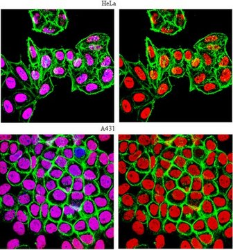 Anti-monomethyl-Histone H3 (Lys9) Antibody, Trial Size from rabbit, purified by affinity chromatography