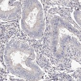 Anti-RBMXL2 antibody produced in rabbit Prestige Antibodies® Powered by Atlas Antibodies, affinity isolated antibody, buffered aqueous glycerol solution