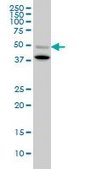 Monoclonal Anti-BMP7 antibody produced in mouse clone S52, purified immunoglobulin, buffered aqueous solution