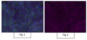 Anti-Integrin β1, activated, clone HUTS-4, Alexa Fluor™ 647 Conjugate clone HUTS-4, from mouse, ALEXA FLUOR™ 647