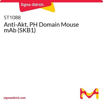 Anti-Akt, PH Domain Mouse mAb (SKB1)