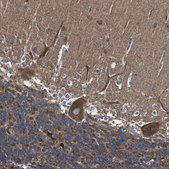 Anti-CISD2 antibody produced in rabbit Prestige Antibodies® Powered by Atlas Antibodies, affinity isolated antibody, buffered aqueous glycerol solution