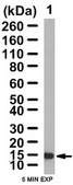 Anti-Claudin-5 Antibody from rabbit, purified by affinity chromatography