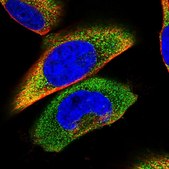 Anti-STOML1 antibody produced in rabbit Prestige Antibodies® Powered by Atlas Antibodies, affinity isolated antibody, buffered aqueous glycerol solution