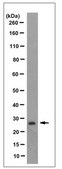 Anti-NQO2 Antibody, clone 4A4.1 clone 4A4.1, from mouse