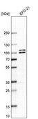 Anti-OPA1 antibody produced in rabbit Prestige Antibodies® Powered by Atlas Antibodies, affinity isolated antibody, buffered aqueous glycerol solution