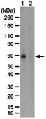 Anti-phospho-AMPK1 (Thr174) Antibody from rabbit, purified by affinity chromatography