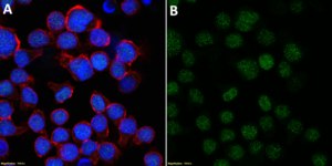 Anti-PAX5 Antibody, clone 1B14 ZooMAb® Rabbit Monoclonal recombinant, expressed in HEK 293 cells