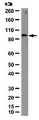 Anti-NLRP6 (NALP6) Antibody from rabbit, purified by affinity chromatography