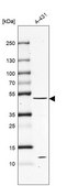 Anti-PTEN antibody produced in rabbit Prestige Antibodies® Powered by Atlas Antibodies, affinity isolated antibody, buffered aqueous glycerol solution