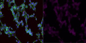 Anti-GLUT-1 Antibody, CT, Alexa Fluor™ 647 Conjugate from rabbit, ALEXA FLUOR™ 647